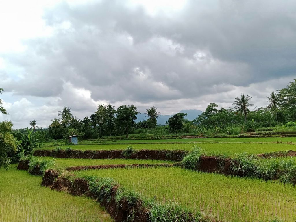 Sumber Daya Pangan Nasional