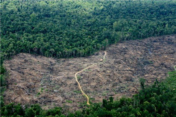 Kerusakan Hutan di Jambi
