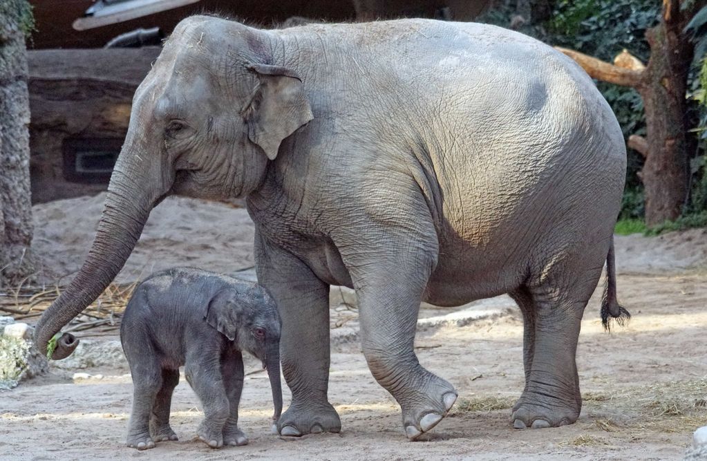 gajah