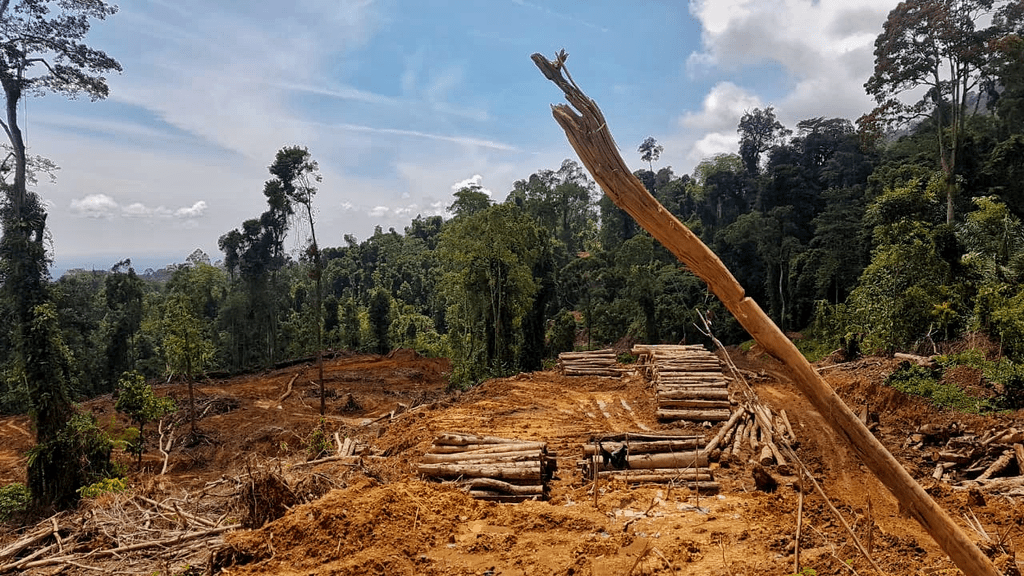 penggundulan hutan
