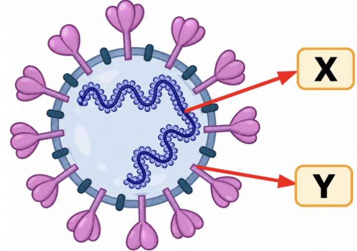 virus
