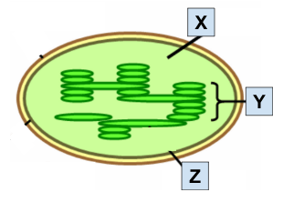 kloroplas
