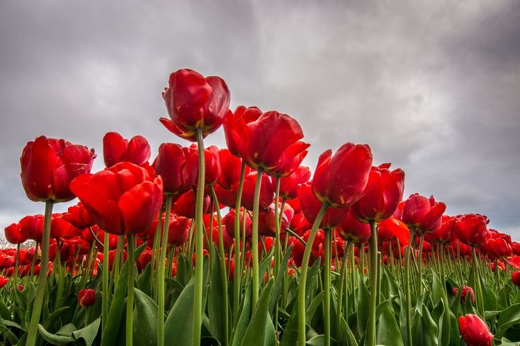 Bunga tulip dalam bahasa Inggris