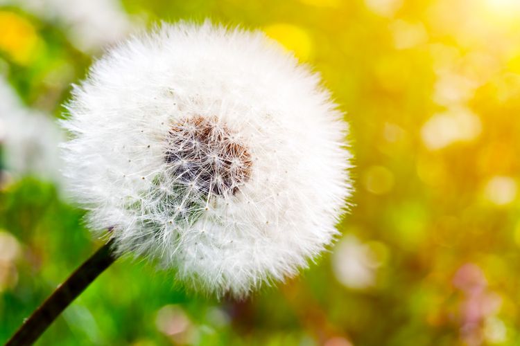 Bunga dandelion dalam bahasa Inggris