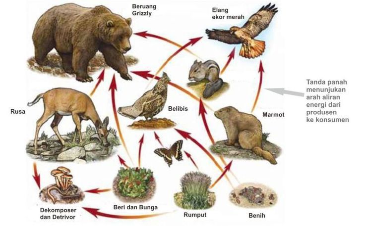 Gambar jaring-jaring makanan di hutan