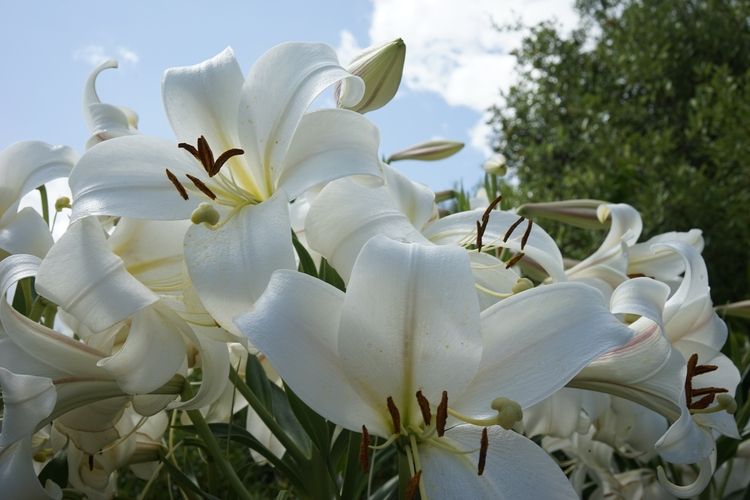 Bunga Lily dalam bahasa Inggris