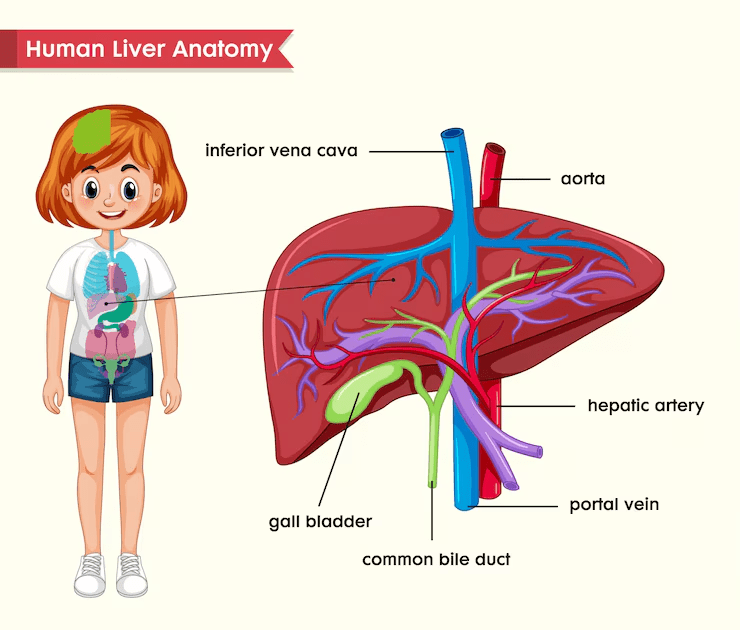 Gambar organ ekskresi hati
