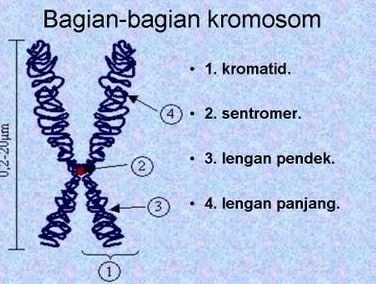 bagian bagian kromosom