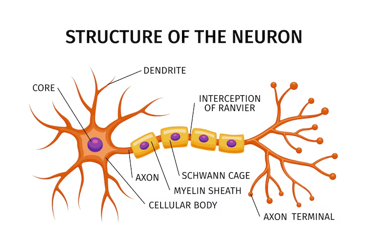 bagian neuron