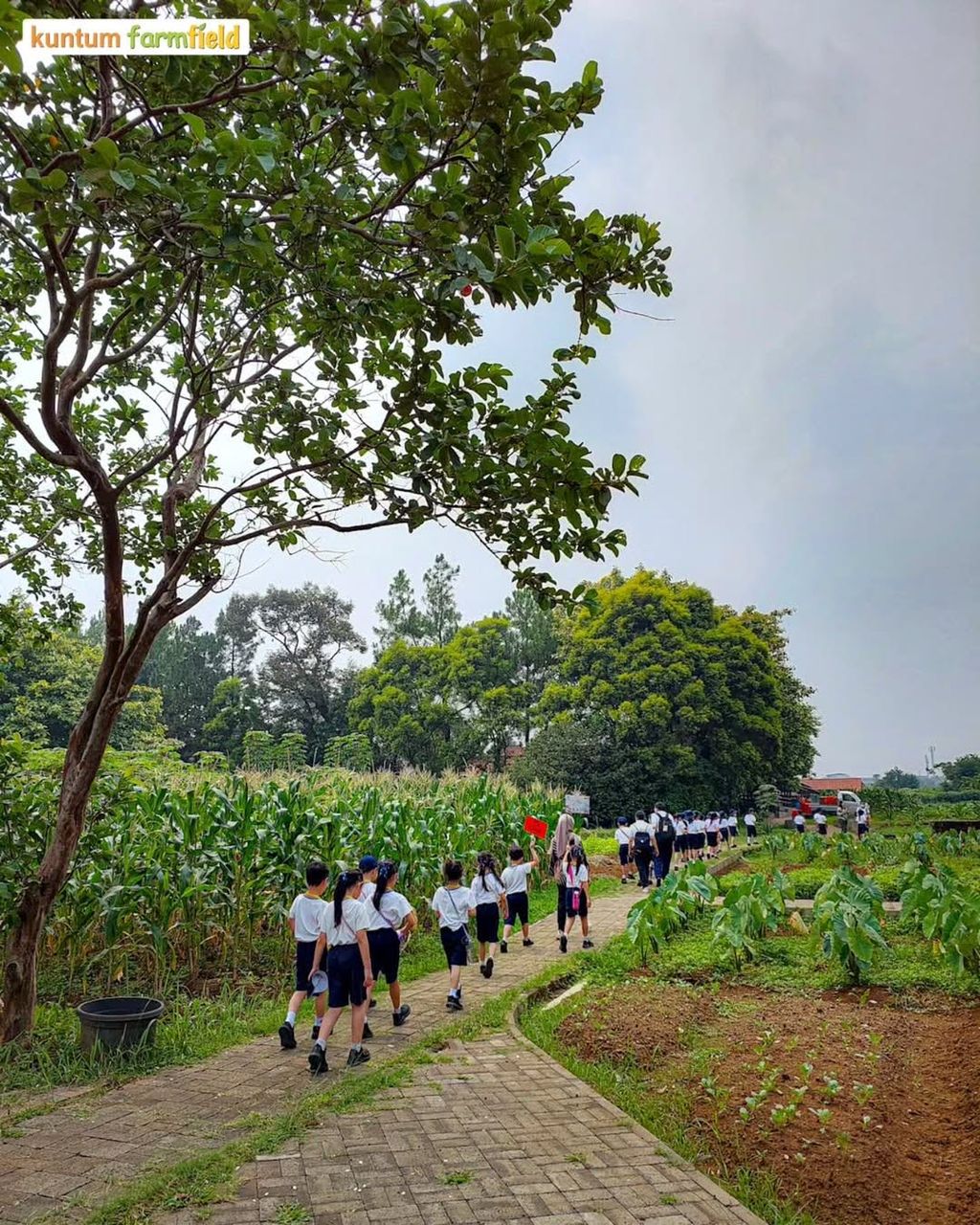 Kuntum Farmfield