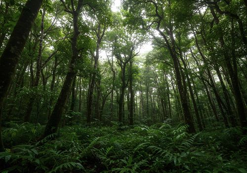 forest (hutan dalam bahasa inggris)