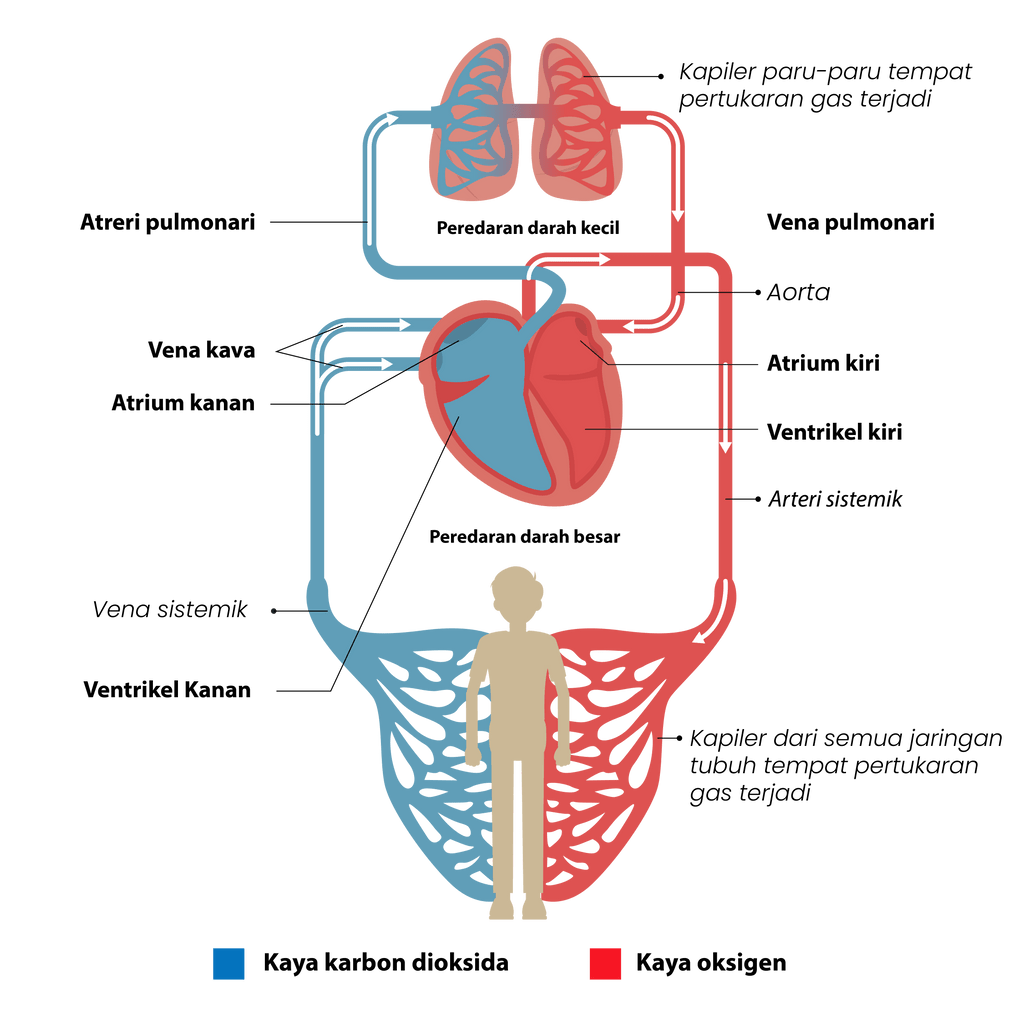 gambar sistem peredaran darah manusia