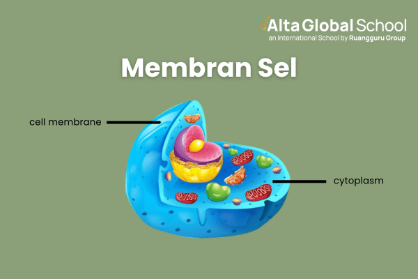 membran sel