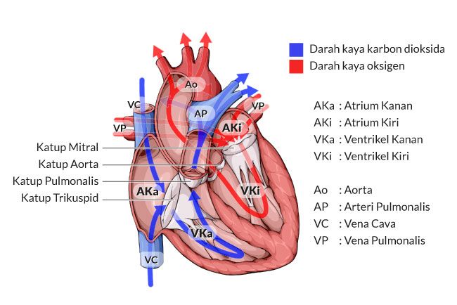 organ jantung