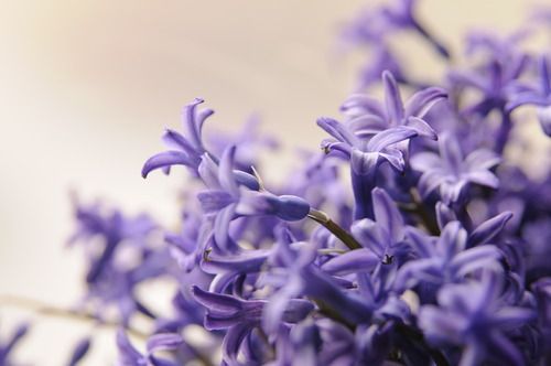 Bunga lavender dalam bahasa Inggris