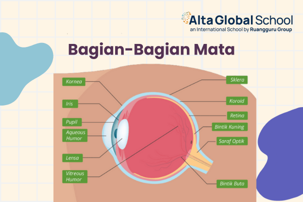 bagian bagian mata