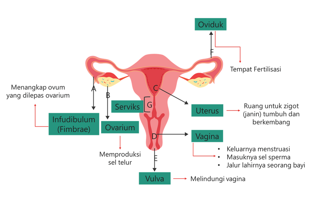 Organ reproduksi wanita