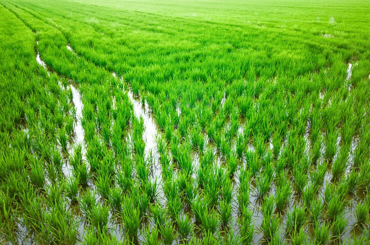 sawah adalah ekosistem buatan