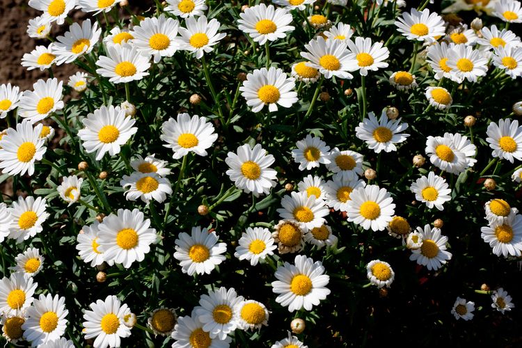 Bunga Daisy dalam bahasa Inggris