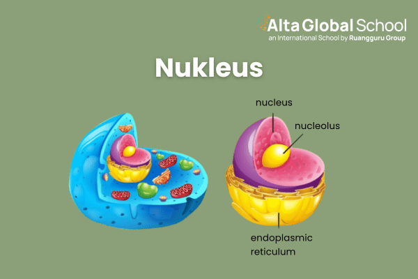 nukleus
