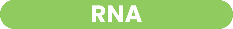 pengertian RNA