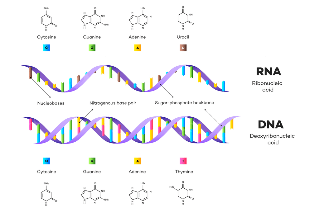 gambar DNA dan RNA