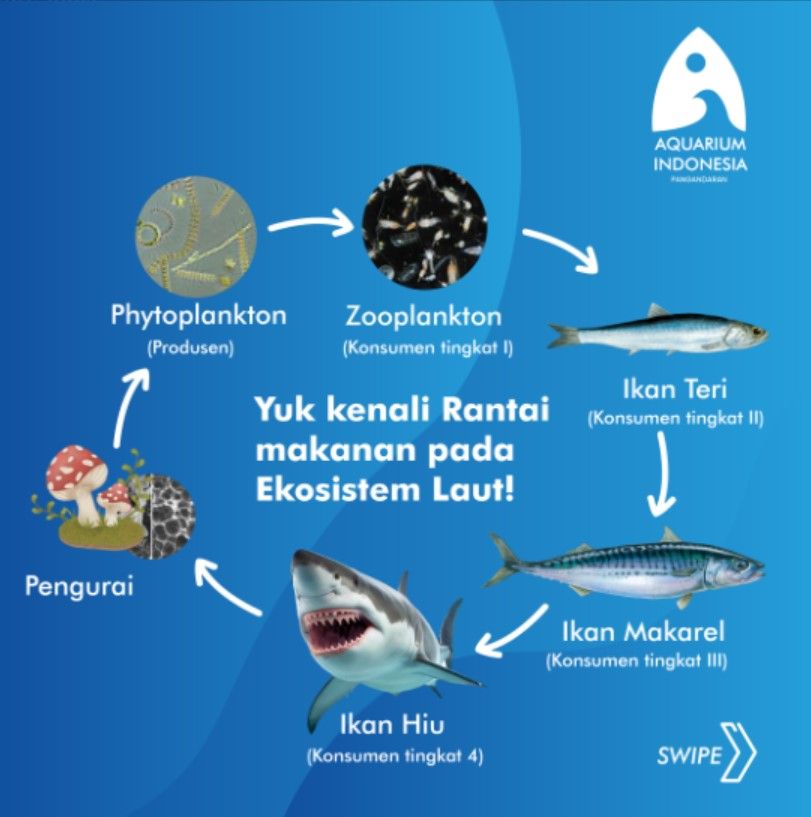 Gambar rantai makanan di laut