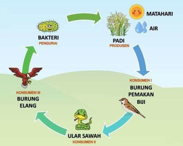 Gambar rantai makanan di sawah