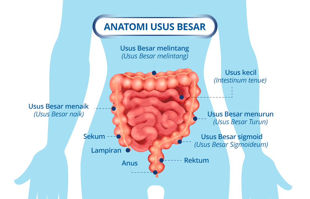 Gambar anatomi usus besar