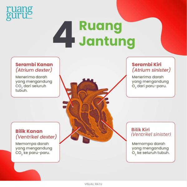 4 Ruang Jantung