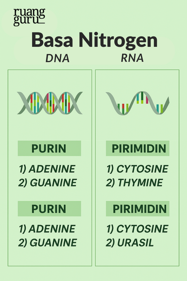 basa nitrogen DNA dan RNA