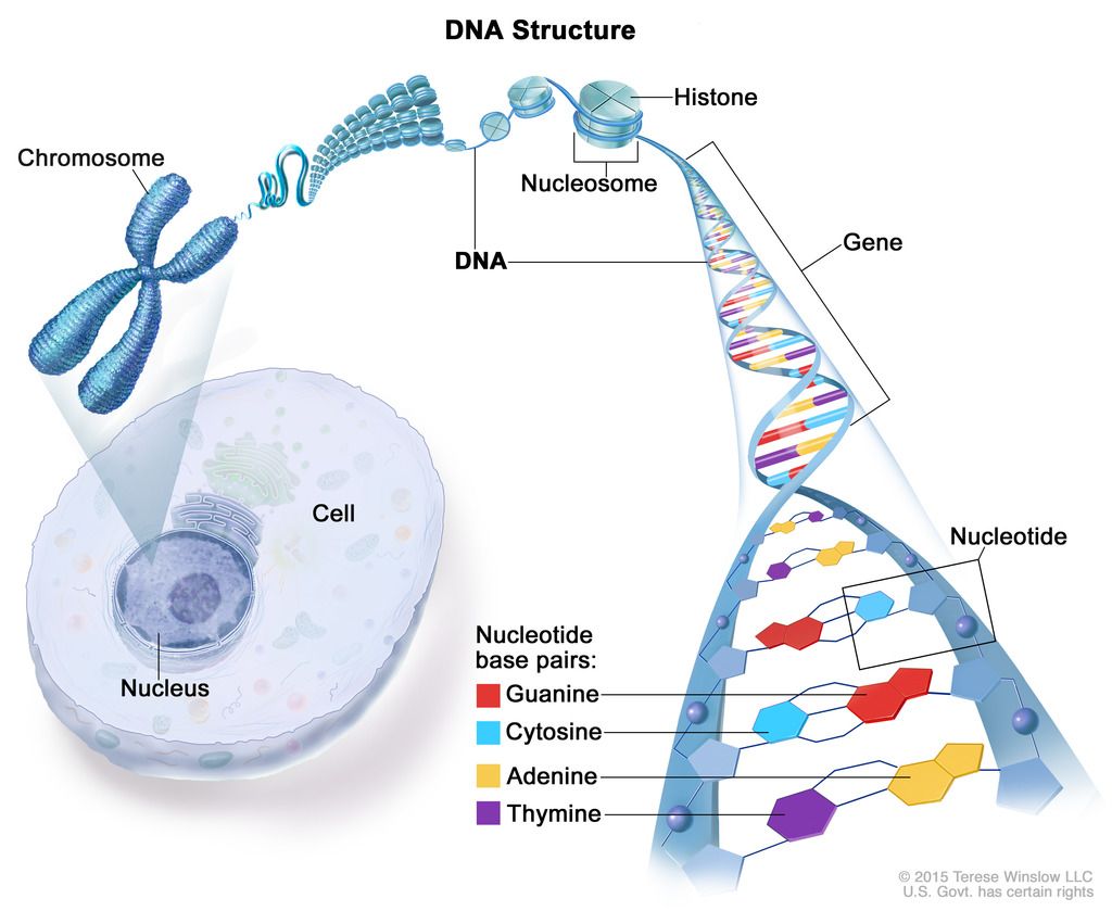 gambar gen-dna-rna-kromosom