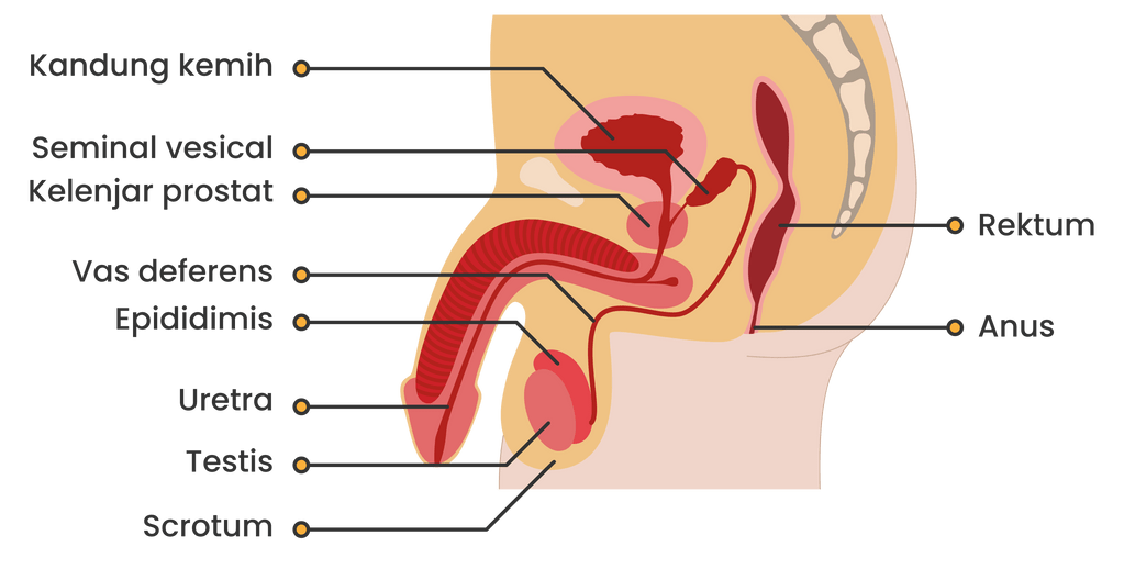 organ reproduksi pria